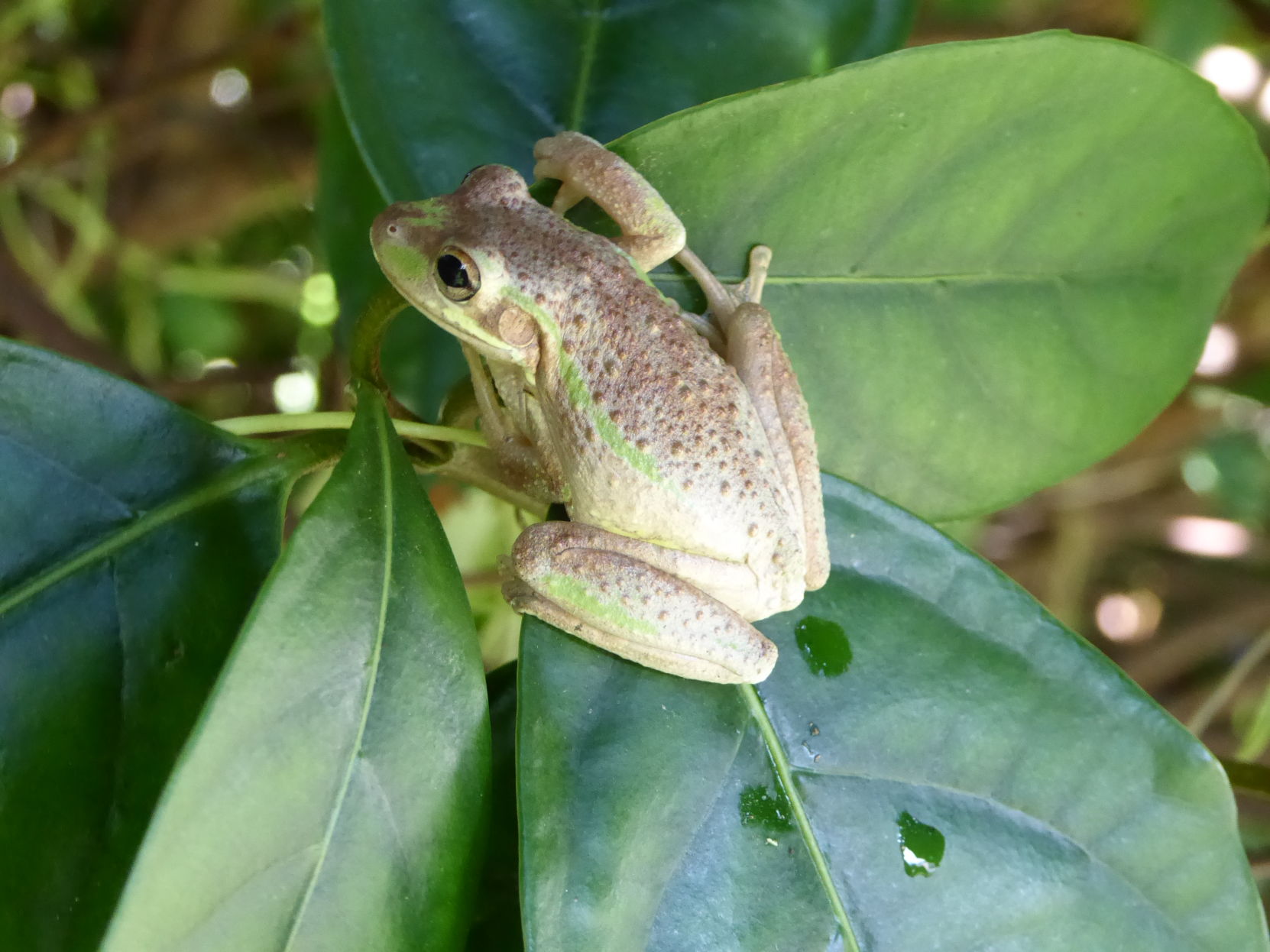 Invasive Cuban Tree Frogs in Florida, Real Estate